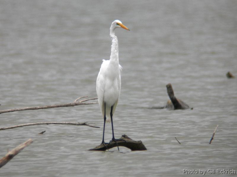 Great Egret  